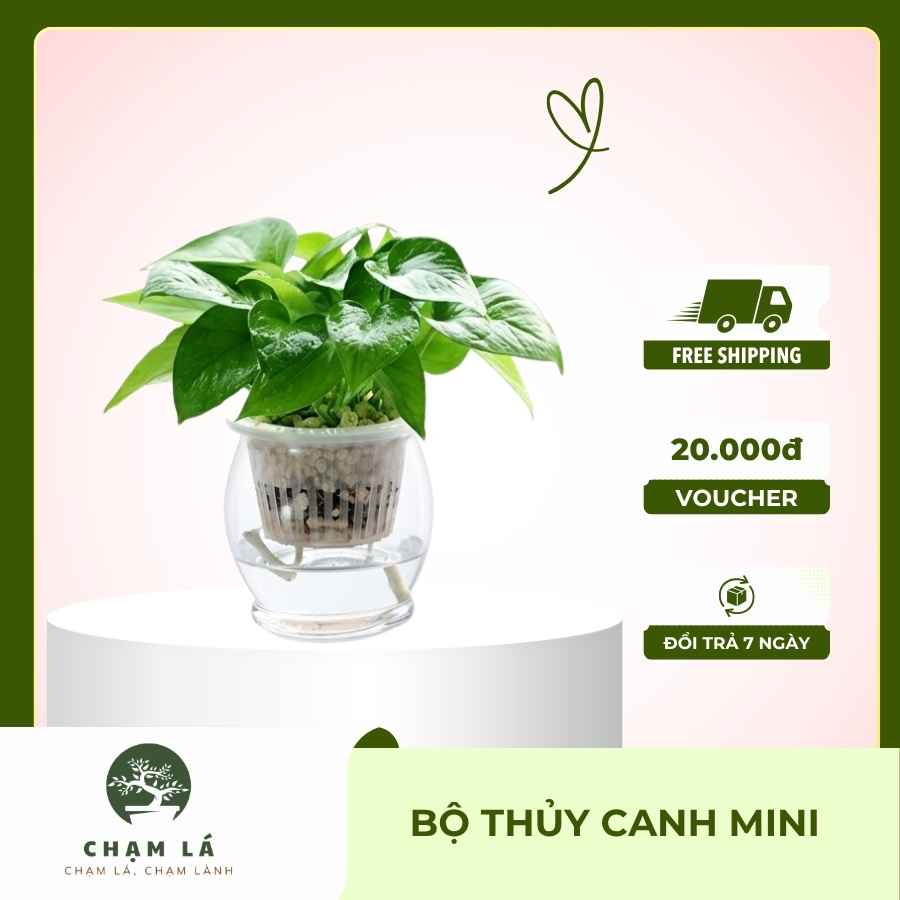Bộ thủy canh mini để bàn với thiết kế tối giản, giúp trồng cây không cần đất, phù hợp decor bàn học và không gian sống hiện đại.