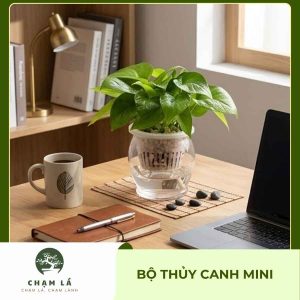 Sản phẩm thủy canh mini giúp không gian bàn học trở nên xanh mát, thư giãn, phù hợp với phong cách decor tối giản hiện đại.