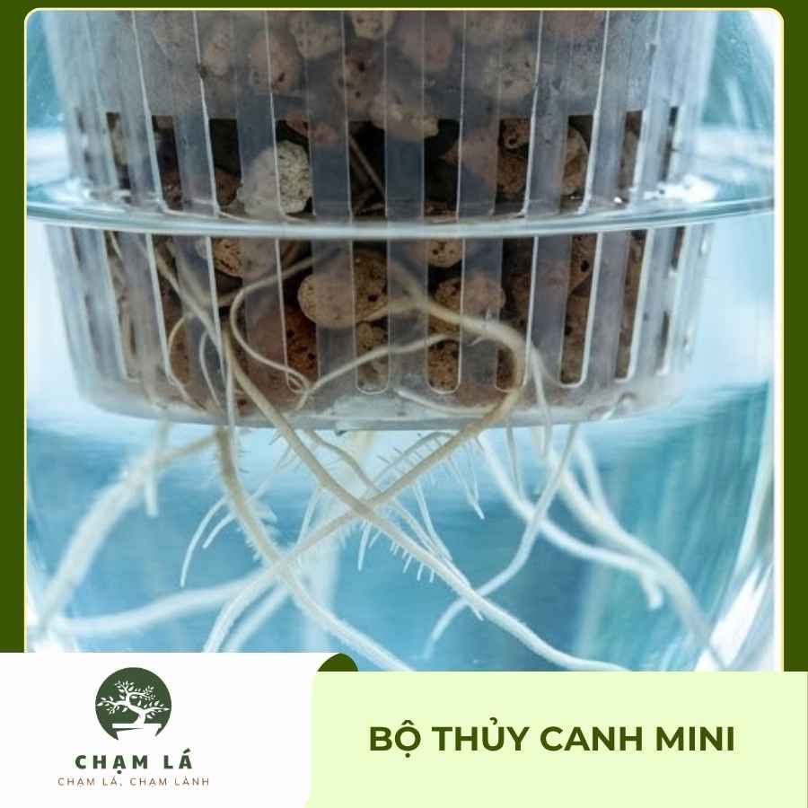 Bộ Thủy Canh Mini Để Bàn | Chạm Lá - Ảnh 4