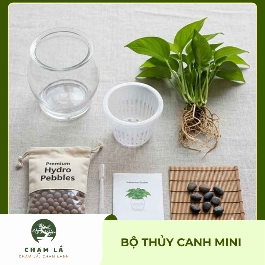 set-cay-thuy-sinh-de-ban-tron-go-cham-la